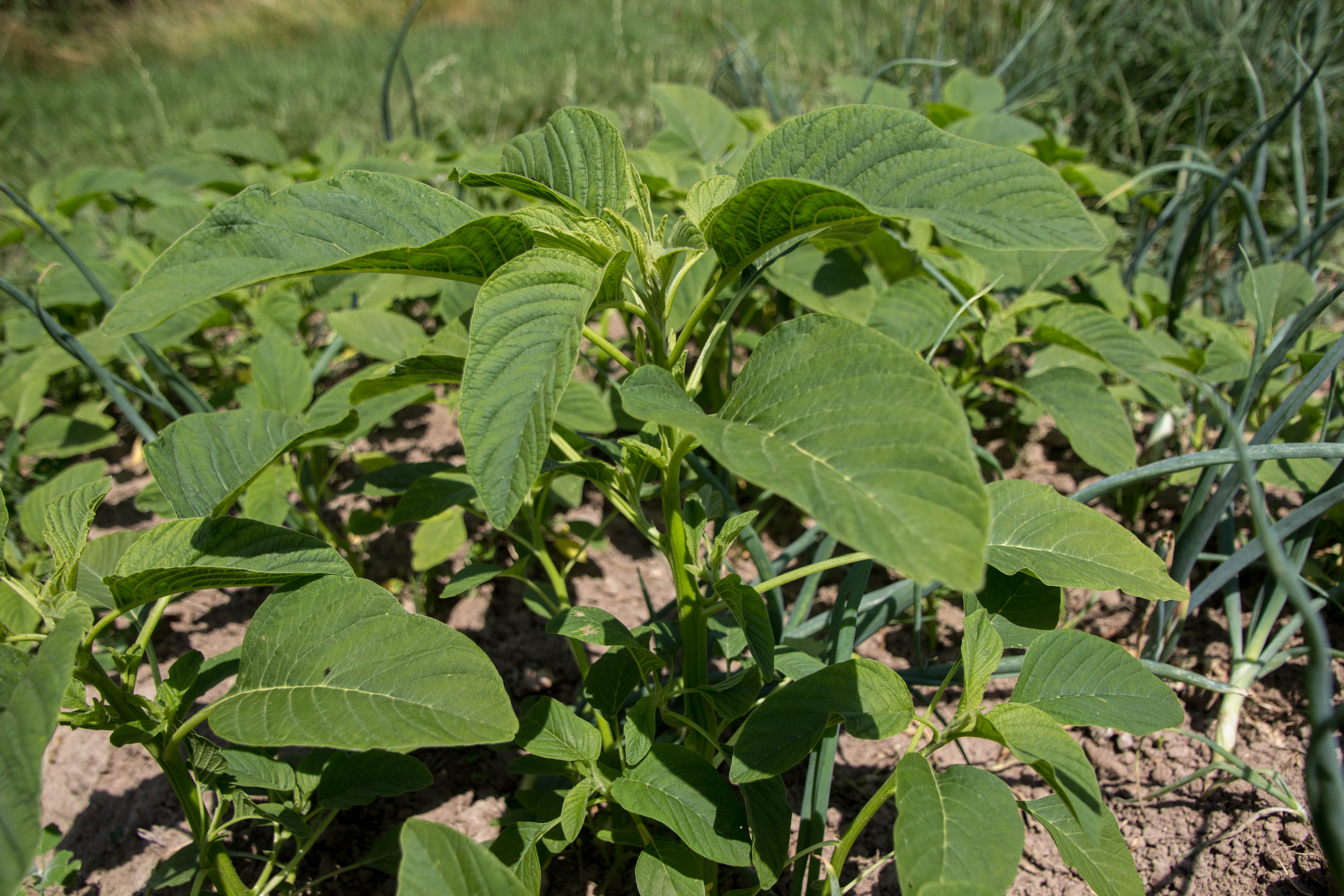 Epinard africain - Callaloo - Folong (250g)