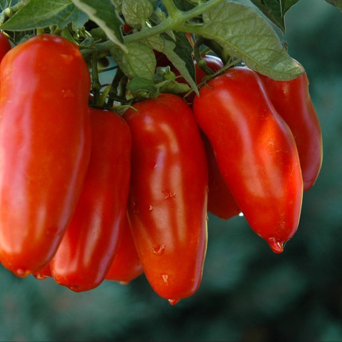 Tomates allongées (250g)